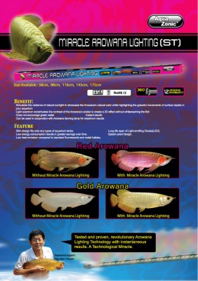 Buy Arowana LED Lights