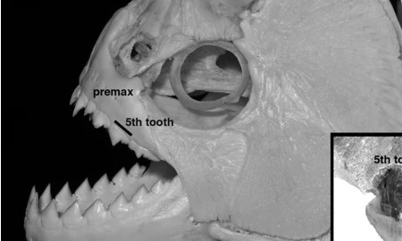 Megapiranha paranensis teeth