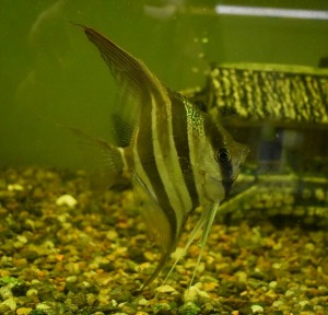 ltum angelfish