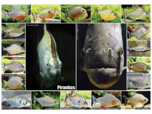 Buy piranha species indentification poster