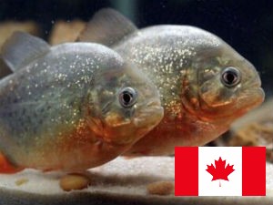 Legality of Piranhas in Canada