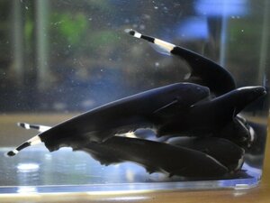 Black Ghost Knifefish