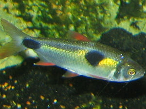Bucktoothed tetra for sale