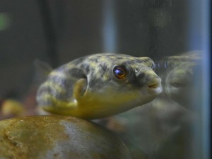 Almost all puffer fish contain tetrodotoxin