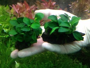 Buy Live Aquarium Plants on Driftwood