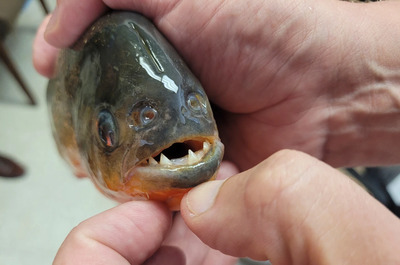 piranhas teeth are dangerous