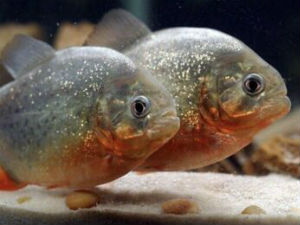 where to buy piranhas in the states